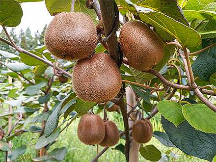 九游官网首页基地展示六
